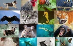 Descubre tu espíritu animal con Animal Face