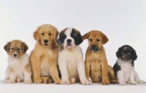 Encuentra tu mejor amigo canino hoy!