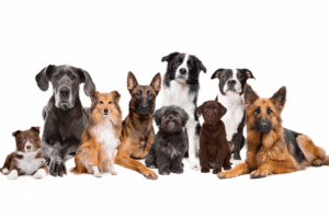 Encuentra tu perro ideal