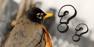 Identificación de aves mediante aplicaciones de escucha