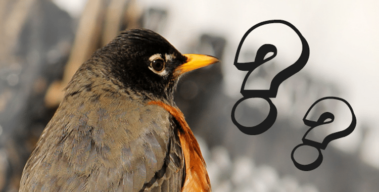 Identificación de aves mediante aplicaciones de escucha